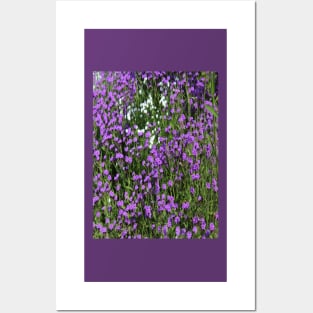 Photo Violet Fields of Flowers Posters and Art